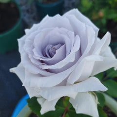 Grawn Blue Rose