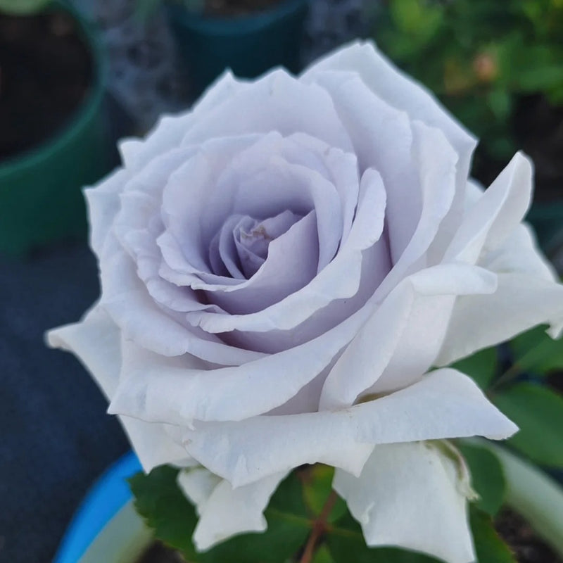 Grawn Blue Rose