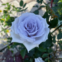 Grawn Blue Rose