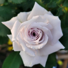 Grawn Blue Rose