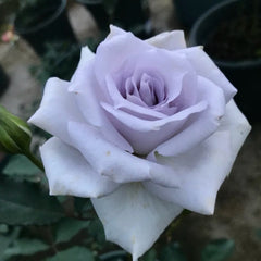 Grawn Blue Rose