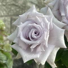 Grawn Blue Rose