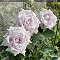 Grawn Blue Rose