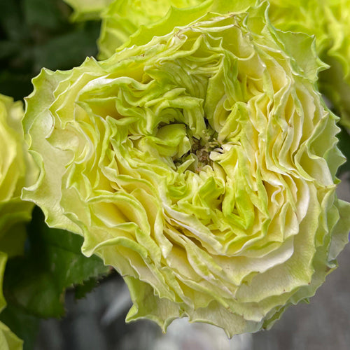 Deniz Rose Plant|德尼兹