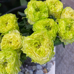 Deniz Rose Plant|德尼兹