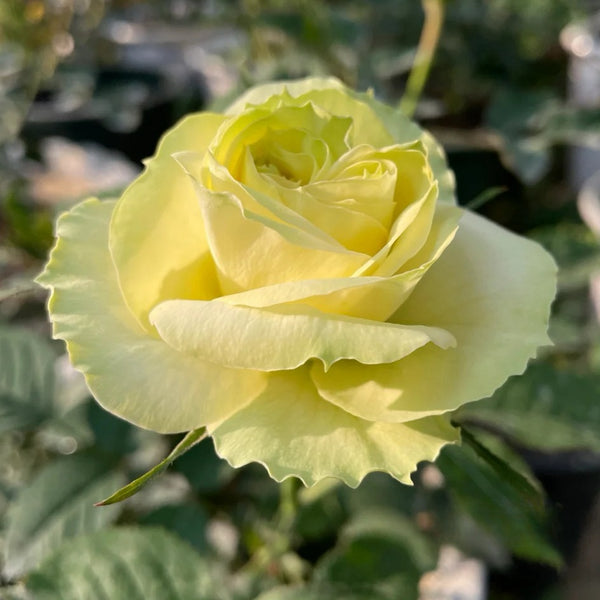 Green Apple Rose Plant