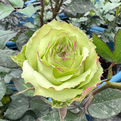 Green Fashion Rose Plant