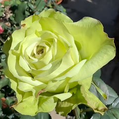 Green Fashion Rose Plant