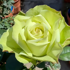 Green Fashion Rose Plant