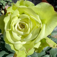 Green Fashion Rose Plant