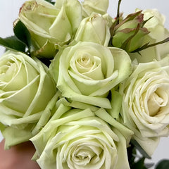 Green Fashion Rose Plant