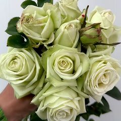 Green Fashion Rose Plant