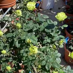 Green Fashion Rose Plant
