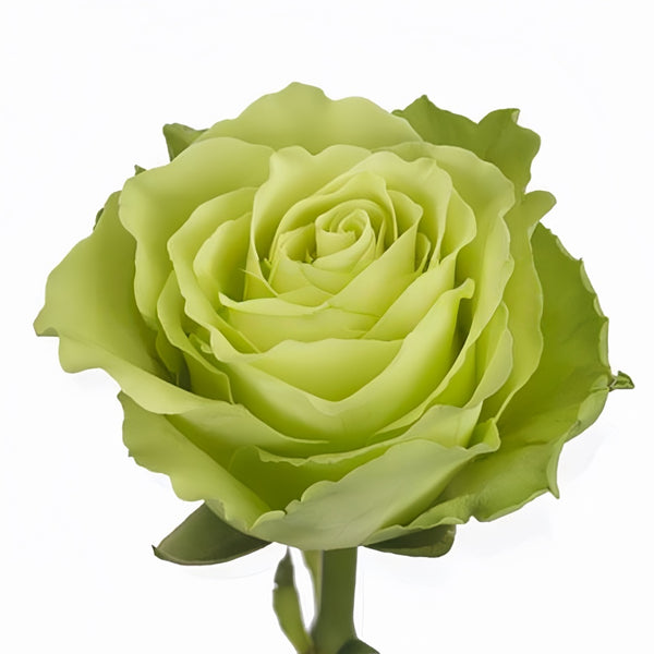 Green rose on a white background