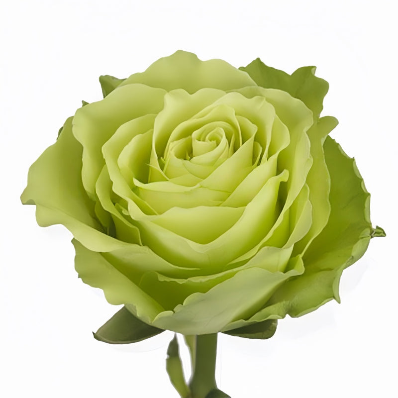 Green rose on a white background