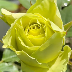 Green Generation Rose 07