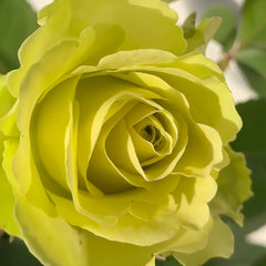 Close-up of a yellow rose with a blurred green background