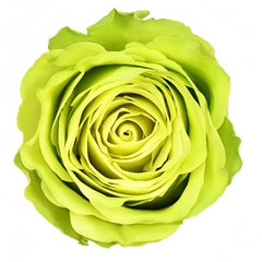 Green Generation Rose 07