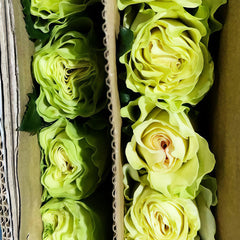 Green Generation Rose 07