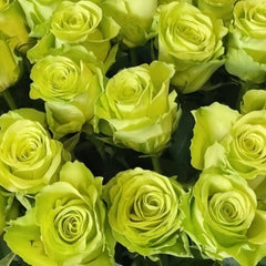 Green Generation Rose 07