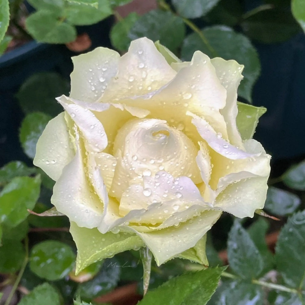 White Roses Planet Green Planet Rose Plant|绿色星球 – Rose_Explosion