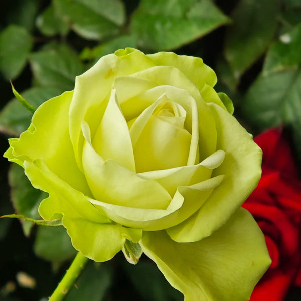 Green Romantica Rose Plant|浪漫格林