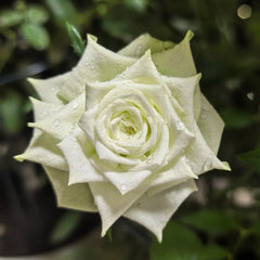 Green Romantica Rose Plant|浪漫格林