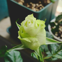 Green Romantica Rose Plant|浪漫格林