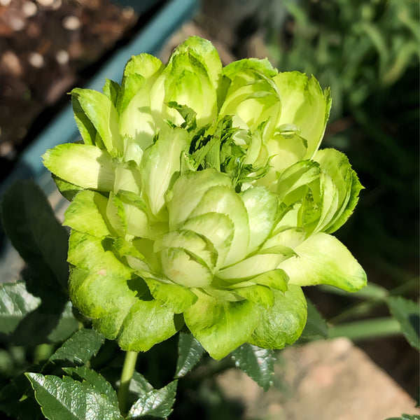 GreenSnap Rose