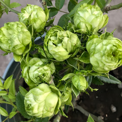 GreenSnap Rose