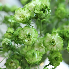 GreenSnap Rose