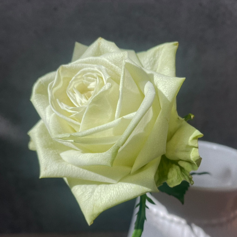 Green Tea rose: a stunning bloom featuring soft, pale green petals with hints of cream, gracefully unfolding in a classic, cup-shaped form. 