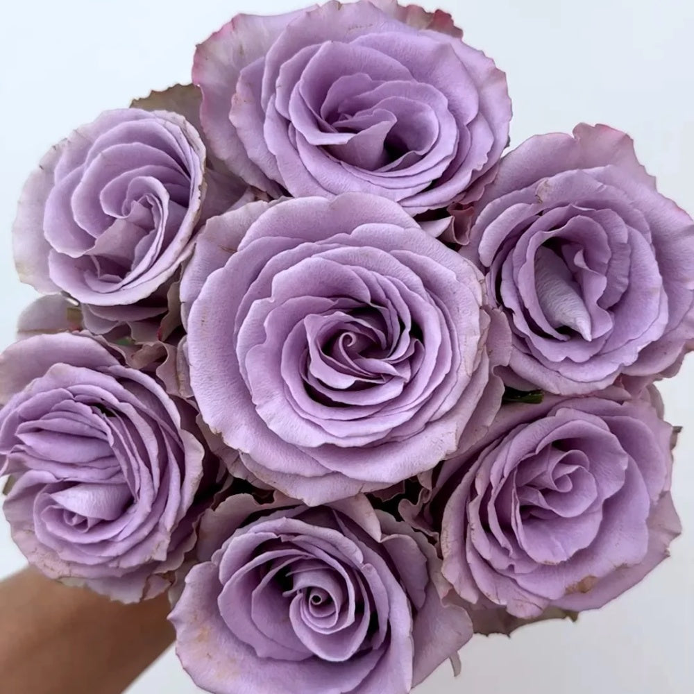 Grey Knights Rose Plant|灰骑士 – Rose_Explosion