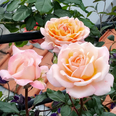 Grossherzogin Luise Rose Plant – Exquisite Blooms for Your Garden