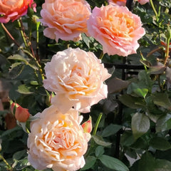 Grossherzogin Luise Rose Plant – Exquisite Blooms for Your Garden