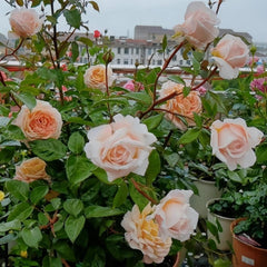 Grossherzogin Luise Rose Plant – Exquisite Blooms for Your Garden