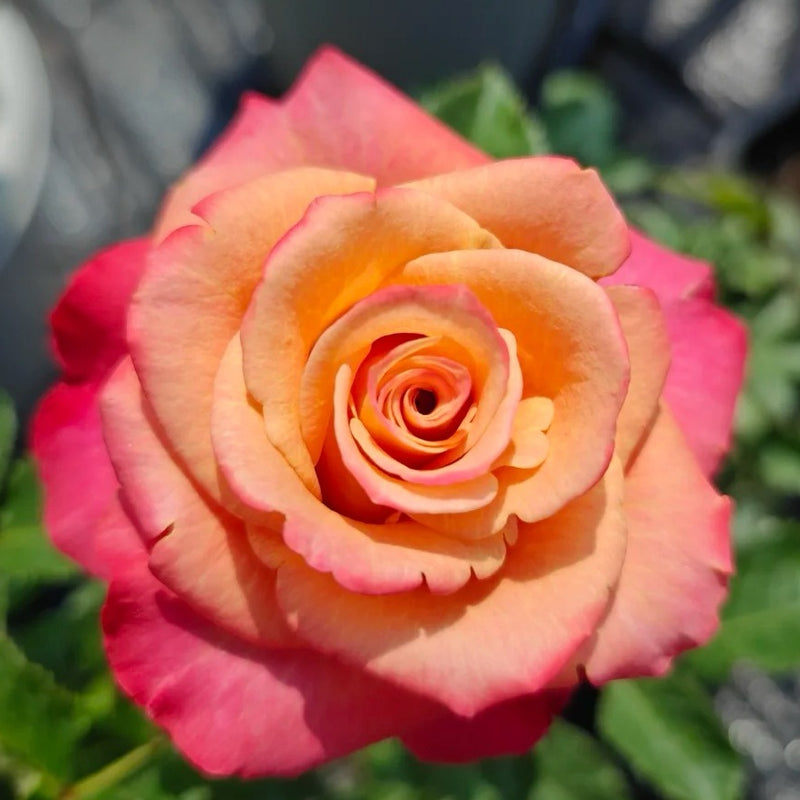 Gypsy Curiosa Rose Plant