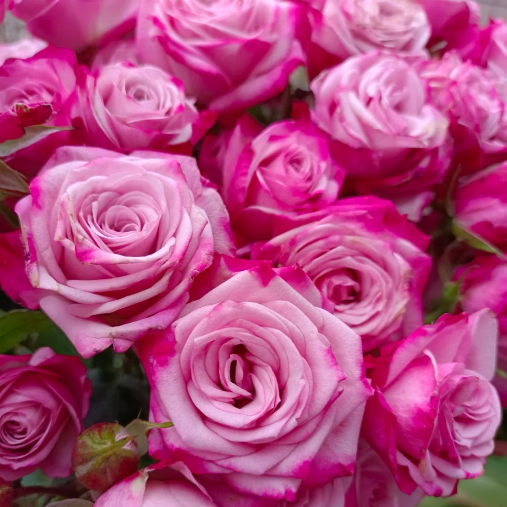 Happy Roses Vs Sad Roses Happy Chappy Rose - Vibrant Pink Blooms | Rose Explosion – Rose_Explosion