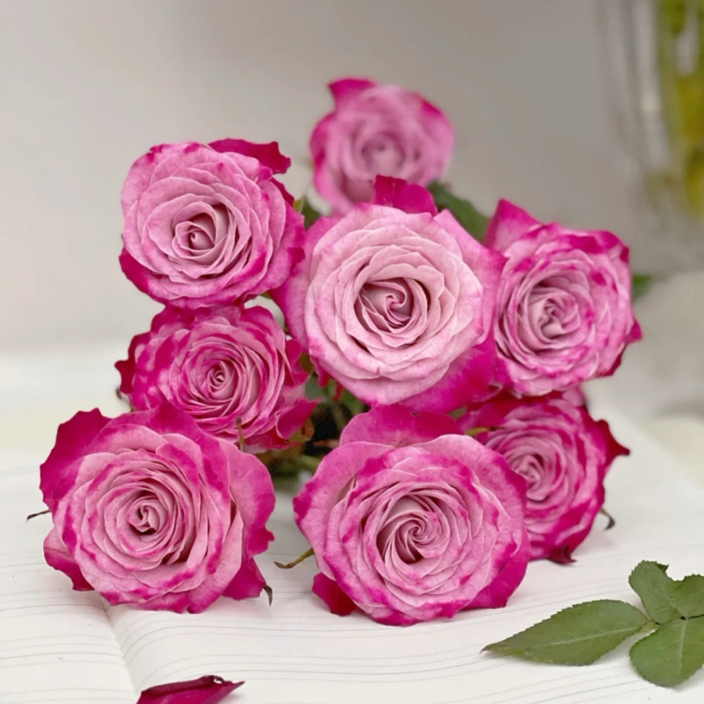Happy Roses Vs Sad Roses Happy Chappy Rose - Vibrant Pink Blooms | Rose Explosion – Rose_Explosion