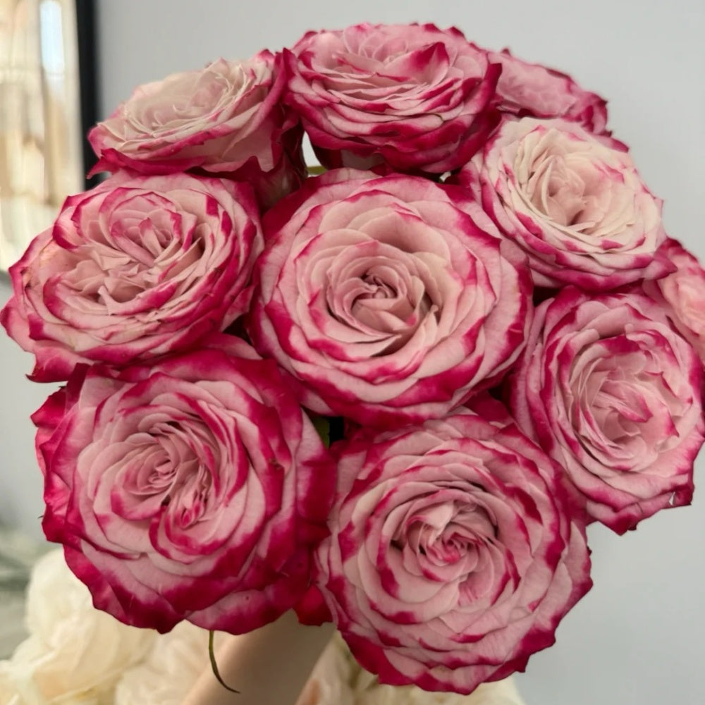 Pink Roses Happy Happy Chappy Rose - Vibrant Pink Blooms | Rose Explosion – Rose_Explosion
