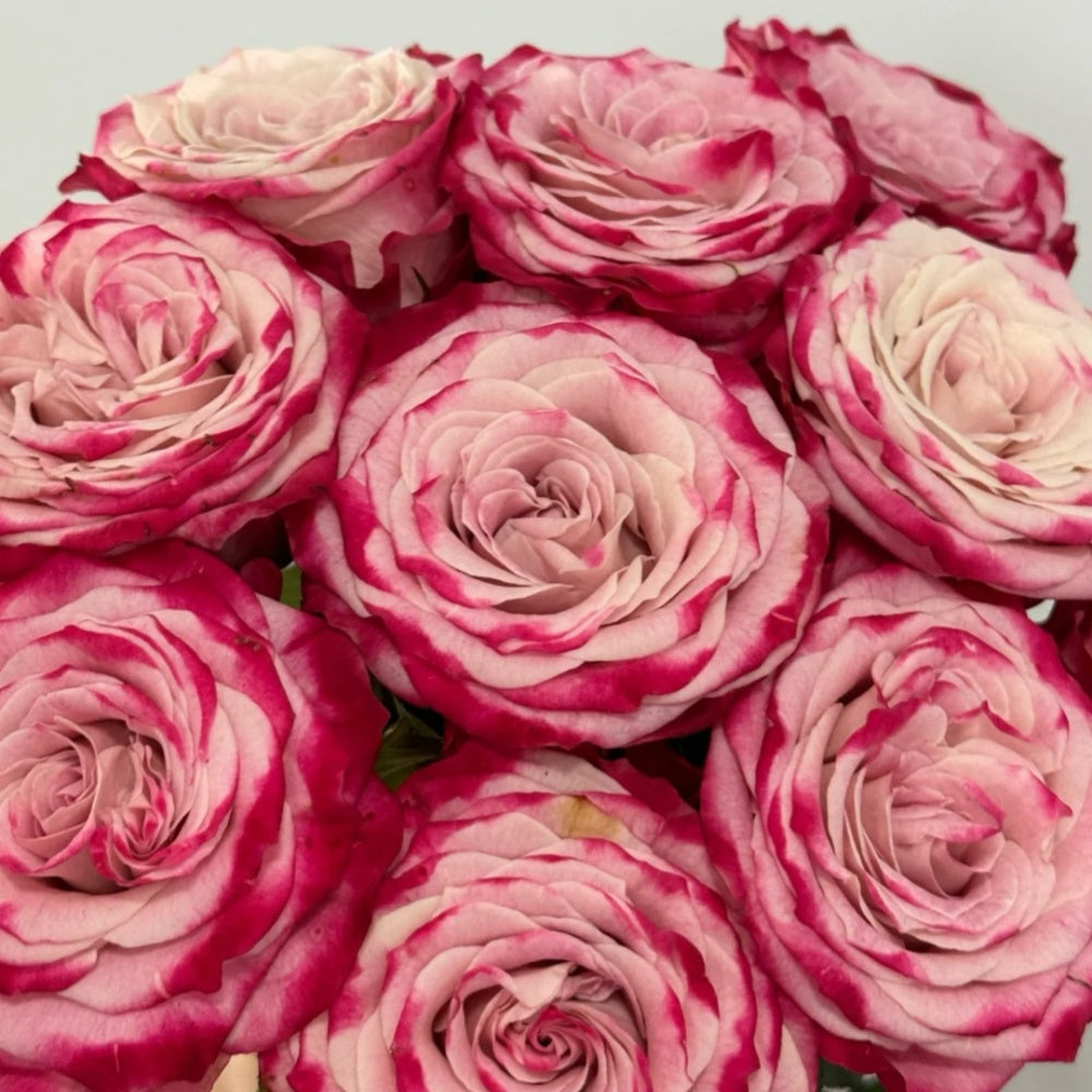 Pink Roses Happy Happy Chappy Rose - Vibrant Pink Blooms | Rose Explosion – Rose_Explosion