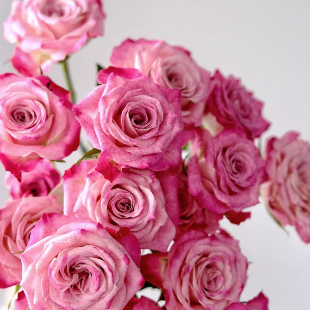 Pink Roses Happy Happy Chappy Rose - Vibrant Pink Blooms | Rose Explosion – Rose_Explosion