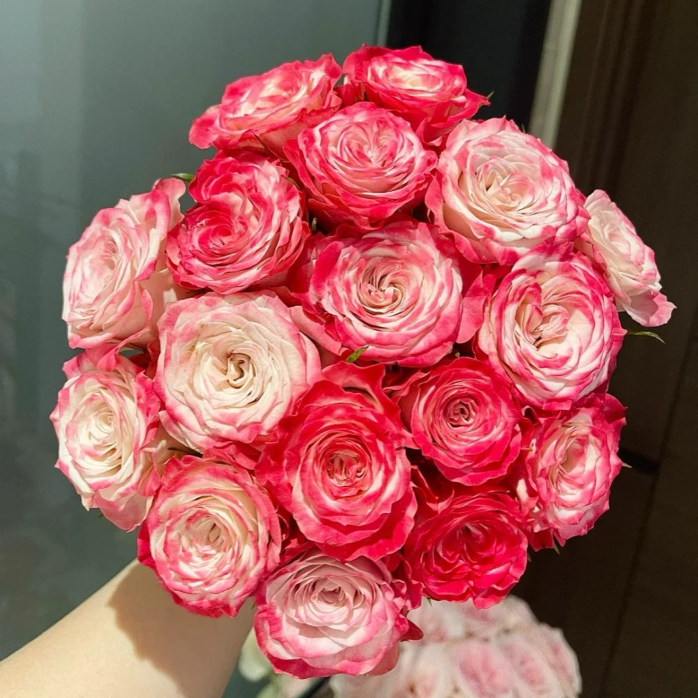 Pink Roses Happy Happy Chappy Rose - Vibrant Pink Blooms | Rose Explosion – Rose_Explosion
