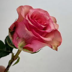 Happy Nation Rose Plant|幸福国家