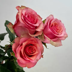 Happy Nation Rose Plant|幸福国家