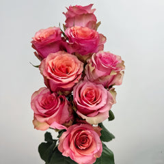 Happy Nation Rose Plant|幸福国家