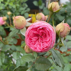 Vibrant Happy Piano Rose Plant for a Joyful Garden Display