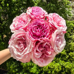 Harmonie Rose