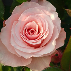 Harmonie Rose