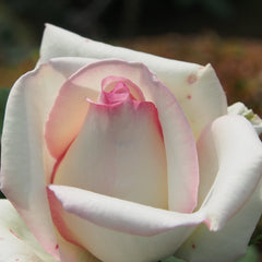 Rosa 'Hatsukoi' Rose Plant 